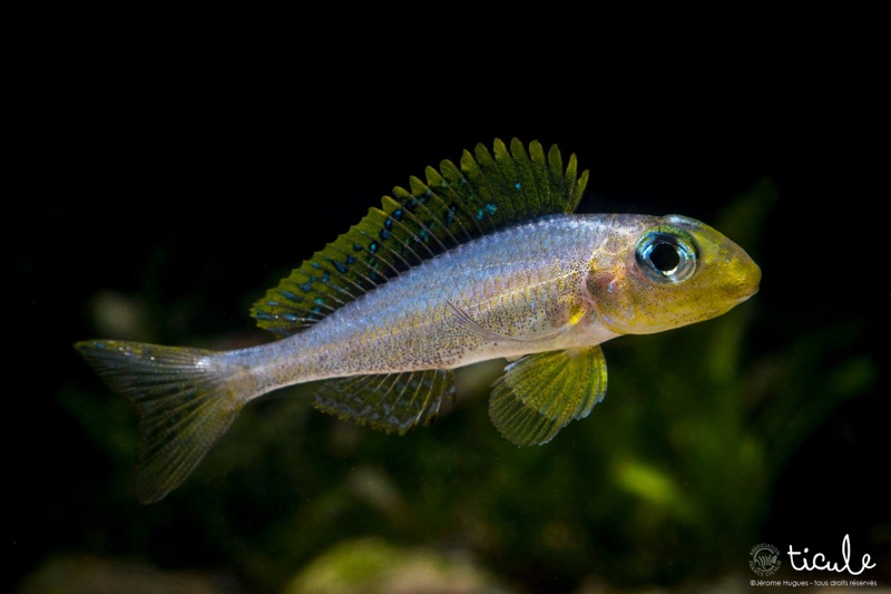 Xenotilapia sp. 'papilio sunflower' Chituta Bay